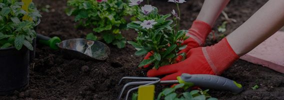 retail-garden-banner-1-1-opt-568×200 retail-garden-banner-1-1-opt-568x200